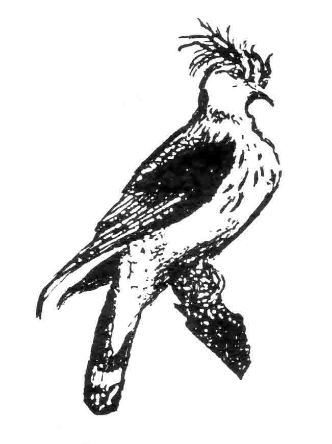 bird image